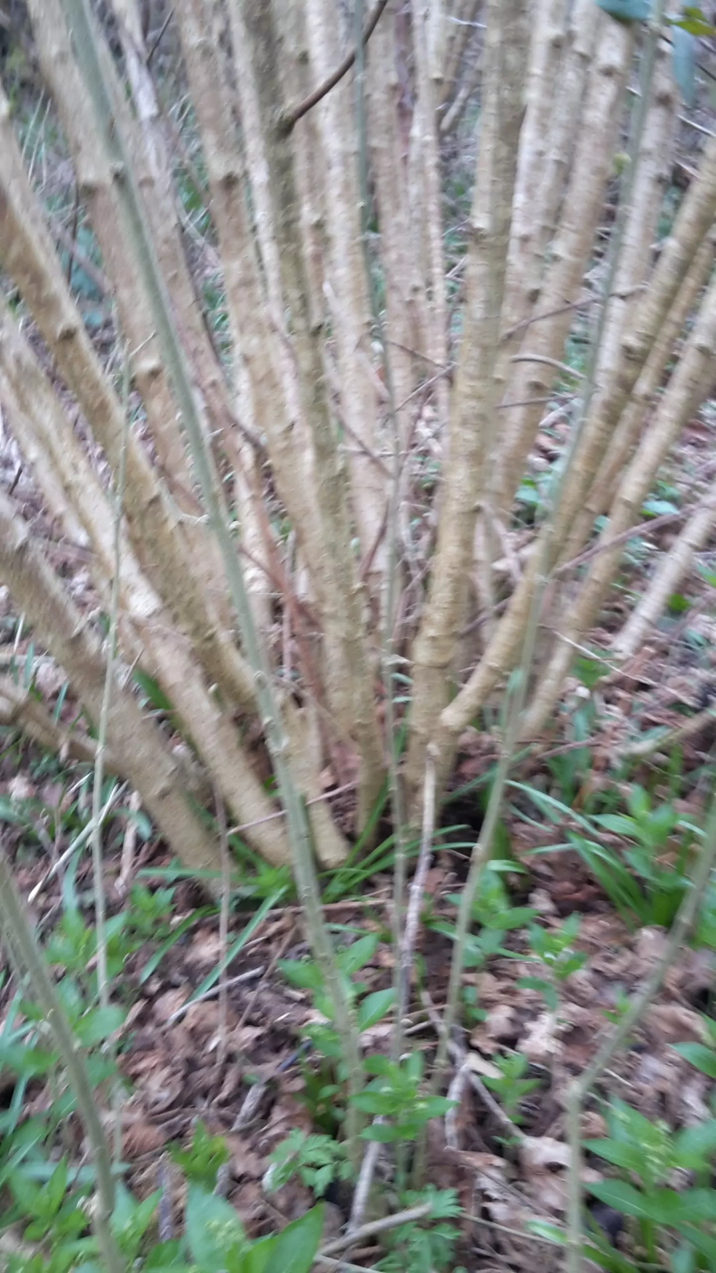 Introduction to coppicing 1 Introduction to coppicing